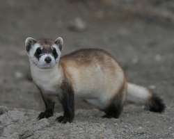 The park is noted for the reintroduction of the black-footed ferret (American polecat) to the wild. It is one of the most endangered mammals throughou
